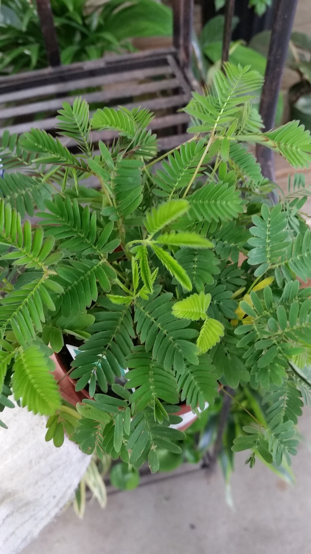 plant addict (the leaves close up if you touch them!)