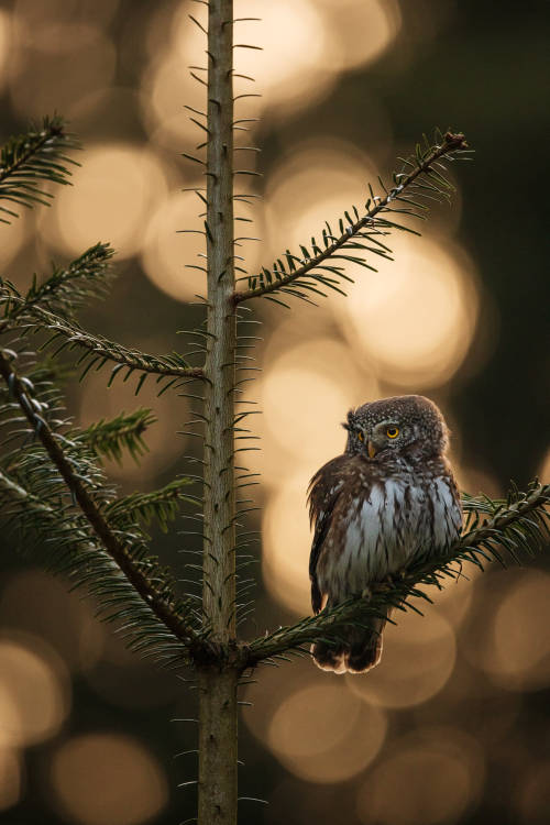 renamonkalou:Pygmy Owl | Martin Rak