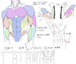 drawingden:  Anatomy Notes by モヴ＠ツイッター  