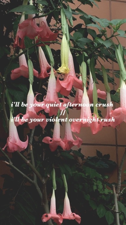 lllllockscreens: lorde - melodrama for @afever &amp; @meeyoungpark :))