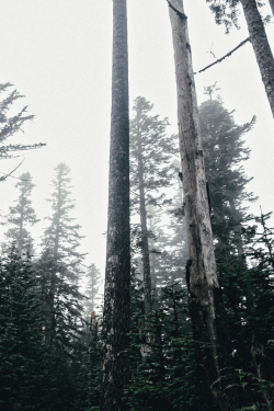 jrxdn:   Mt. Rainier Lookout | © | Instagram