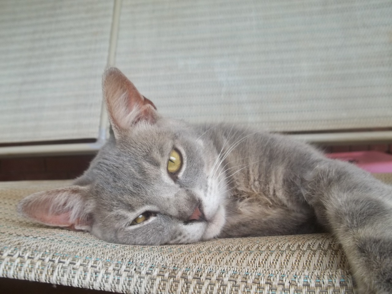 thecutecannibal:  Have some pictures of cats I own/used to own. &lt;3 