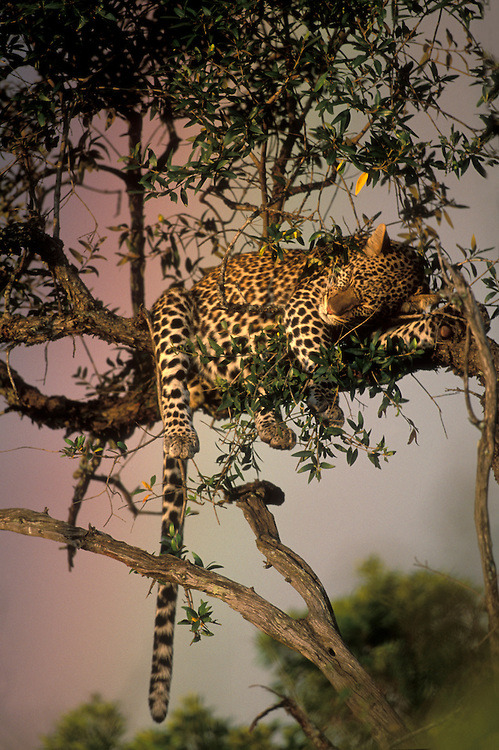    Kenya, Masai Mara Game Reserve, Adult Adolescent Male Leopard (Panthera pardus)