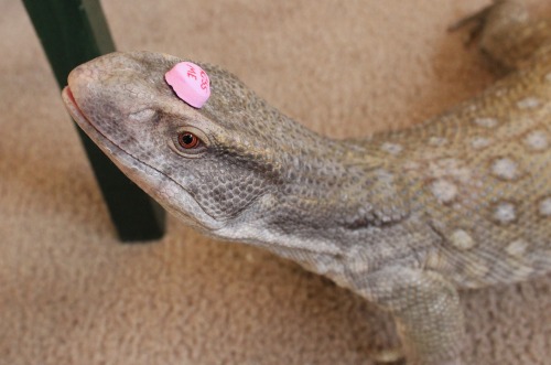 theslinkylizard:Lizard kisses &lt;3