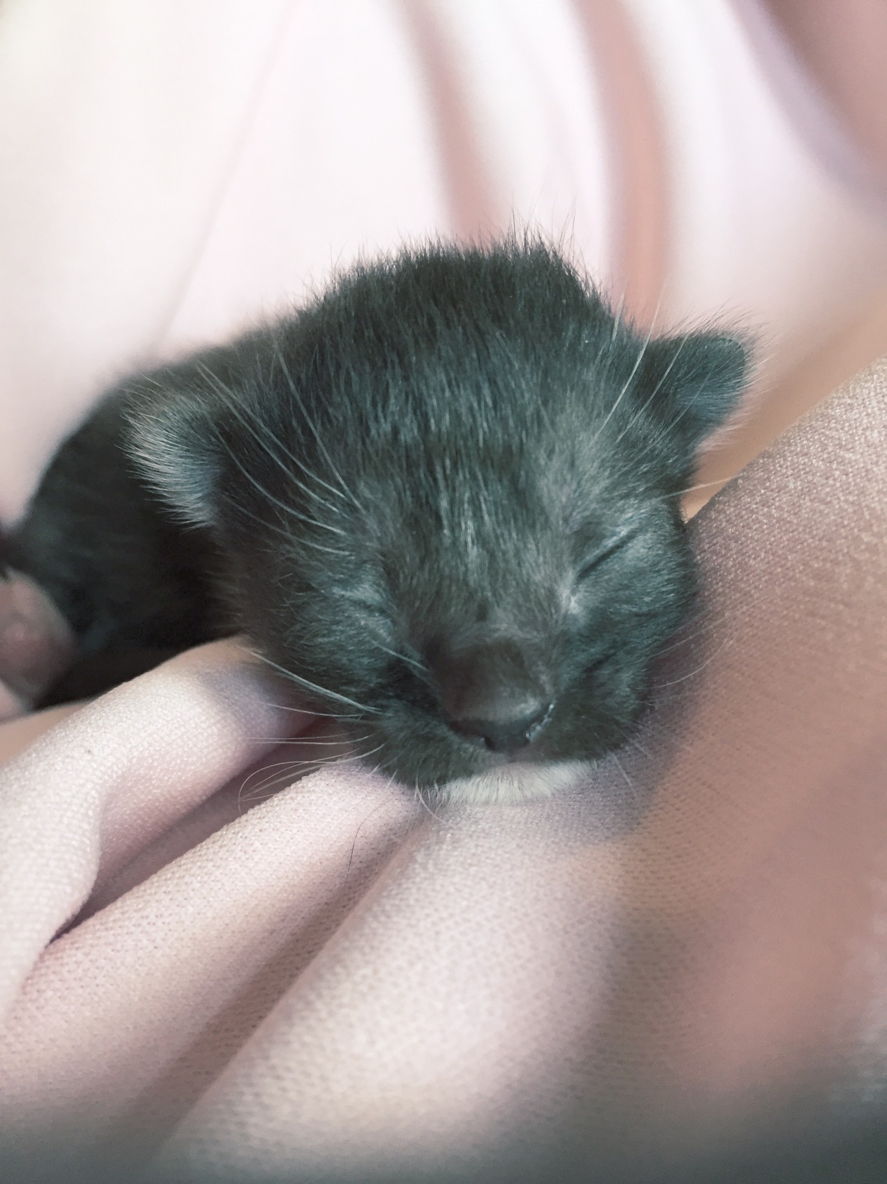 squiglet:  My beautiful little baby