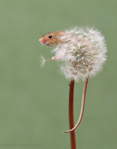salemwitchtrials:Harvest mouse on a dandelion by Dean Mason