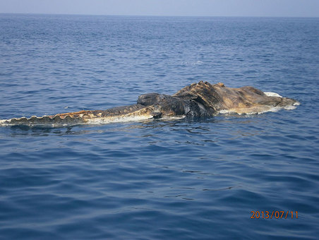 montondemierda:  mandonguilla:  karakatua:  tootrippykj:  Strange Creature Found in the Persian Gulf  menudo monton de mierda  Menudo montón de mierda en descomposición.  Perdón?