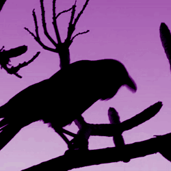 Raven 🐦‍⬛ Queen💜🖤