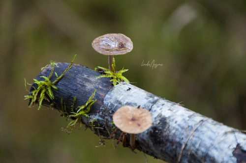 lindagoesmushrooming: Polyporus brumalis