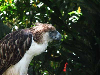 cool-critters:  Philippine eagle (Pithecophaga jefferyi) The Philippine eagle, also known as the monkey-eating eagle, is an eagle of the family Accipitridae endemic to forests in the Philippines. It measures 86 to 102 cm (2.82 to 3.35 ft) in length