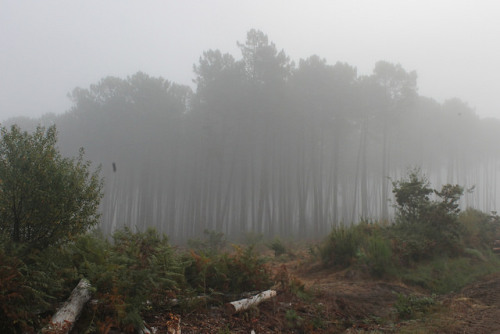 Matin d'automne dans la forêt landaise by Les photos de LN on Flickr.