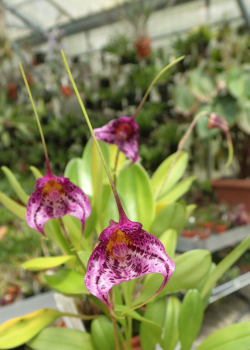 orchid-a-day:  Masdevallia chaparensisAugust