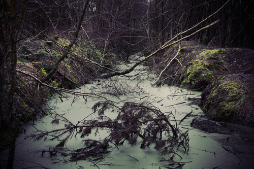 DELAMERE FOREST by allancrutchley on Flickr.