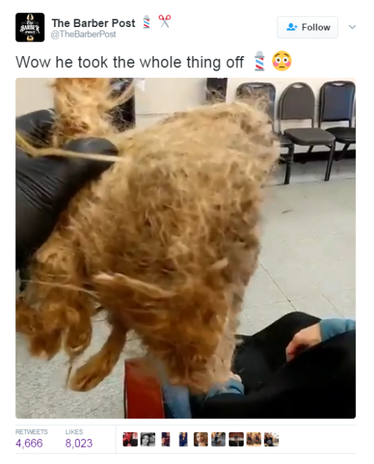 futureblackpolitician:  the-real-eye-to-see:  When you start to abuse culture appropriation  Yo what the fuck it looks like a wasp nest. Listen for the most part we tell white people not to let you hair get matted because y'all don’t wash properly or