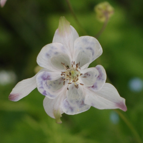 Aquilegia vulgaris — European columbine