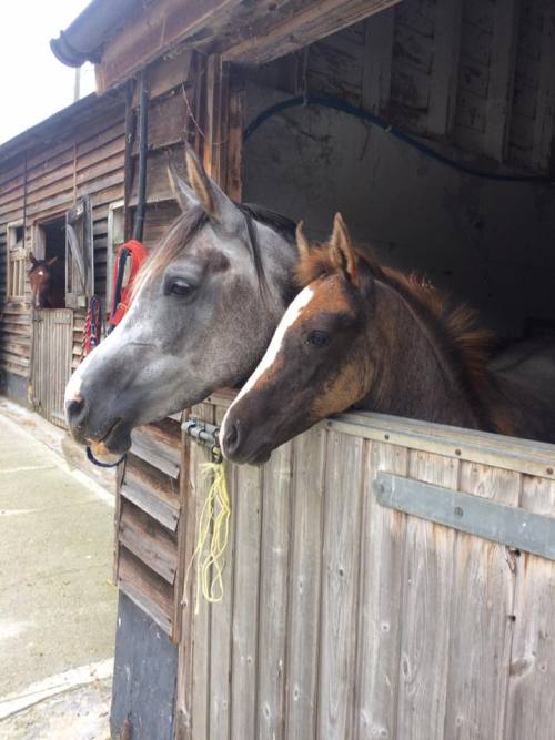 Binley Crabbet Arabian Stud