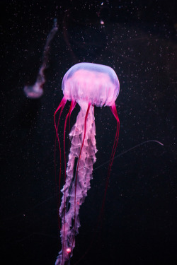 noizzex:  Jellyfish | by Aleksandar Bukva[