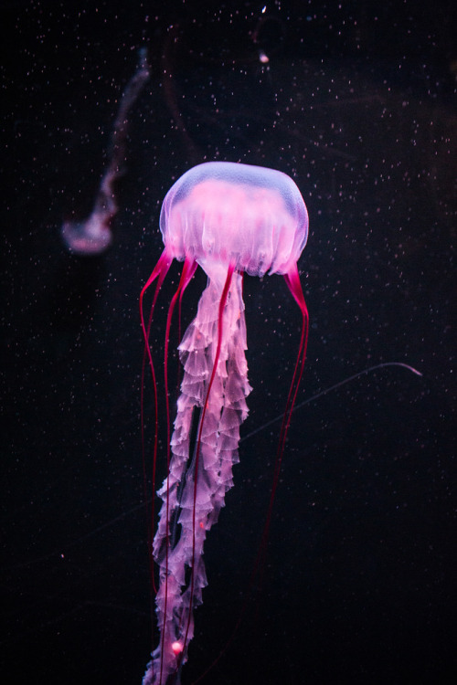 Porn Pics noizzex:  Jellyfish | by Aleksandar Bukva[