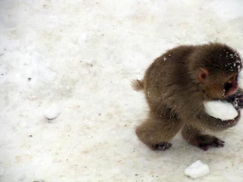 Porn Pics cutepetclub:  monkey making a snowball ’