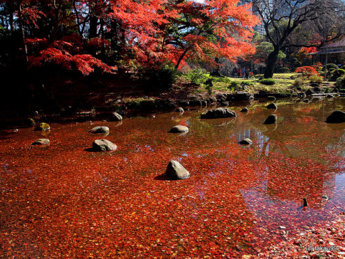 Autumn Leaves in the Pond, Japan