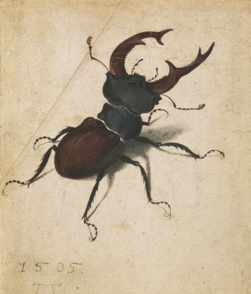 A 500-year-old watercolor of a beetle by Albrecht Dürer inspired this oversized artwork by John Bald