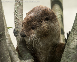 dailyotter:  Otter Is Intrigued by a Beetle