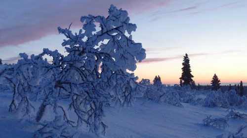 Silence of the winter by Marja-Ellen Torvinen