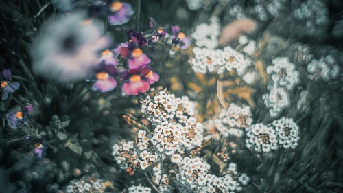 Spring Ephemeral