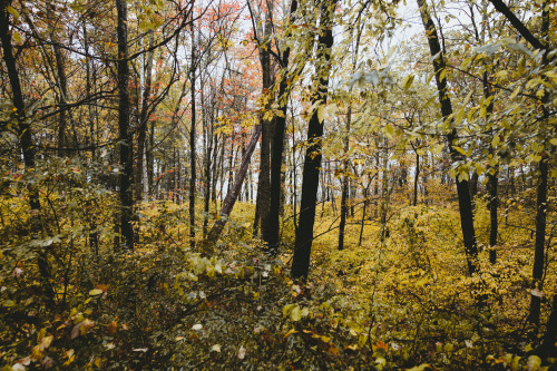 On the hunt for fall foliage around Great Bay