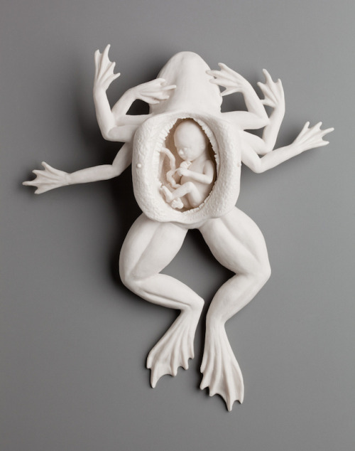 fer1972:  Porcelain Sculptures by Kate MacDowell