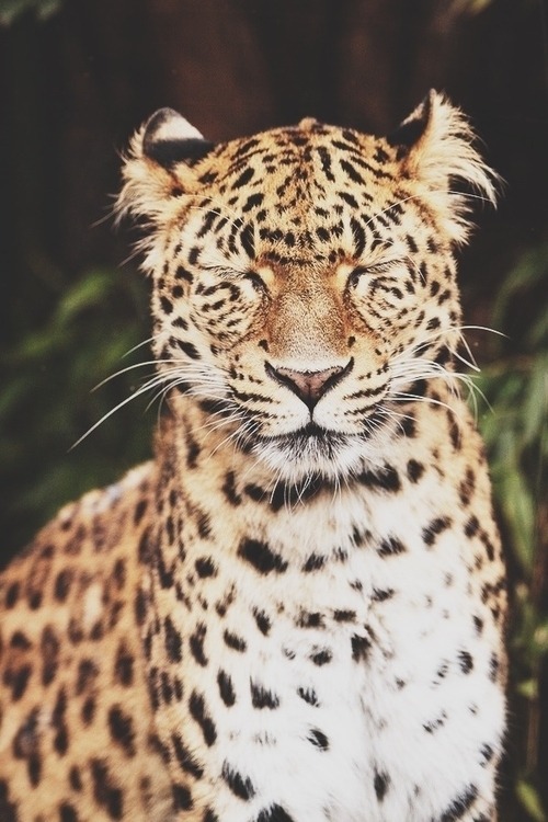 fine-luxury:  Fine-Luxury.co - High Quality Luxury Blog 