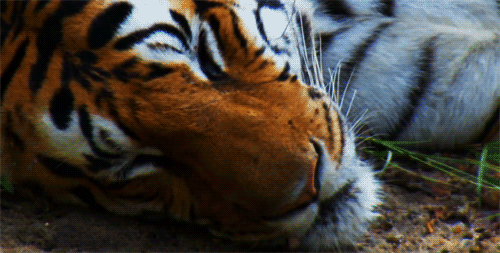 pookie-bear17:  if you like Tigers we have something in common 