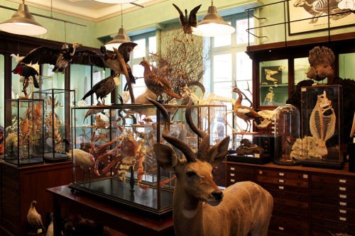 indefenseofart:One of my absolute favorite places in Paris: Deyrolle, a modern day Wunderkammer just behind Musée d’Orsay on the left bank. It was first established in 1831 by Jean-Baptiste Deyrolle from a passion for natural history and entomology
