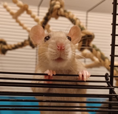 Ebi Is Just So Perfect I Want To Cry Look At This Little Teddy Bear