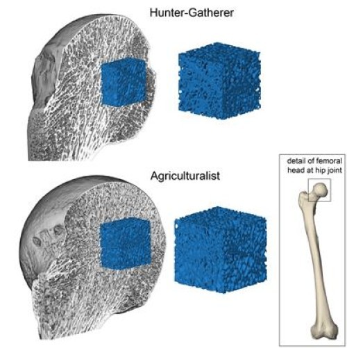 Our stronger hunter-gatherer ancestors