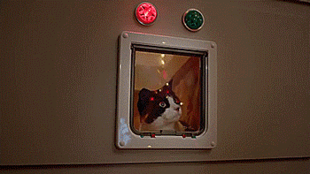 angryhealer: tastefullyoffensive: Cats get their own Christmas decorations to destroy.