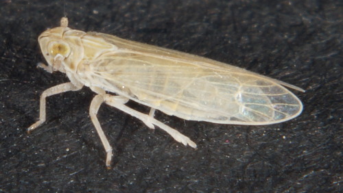 Prokelisia dolus