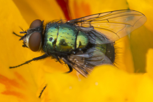 pragmaculture:  Kinda sucks when the prettiest bug in the garden on a given day is a fly, but look a