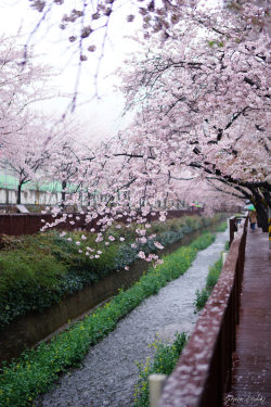 lovesouthkorea:   	Sakura Bridge by Shun Daddy    	Via Flickr: 	櫻花橋                        
