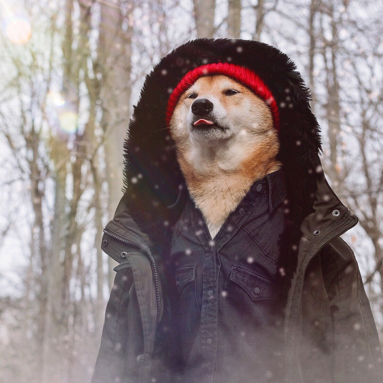 Menswear Dog — Winter is Coming ❄️⚔️