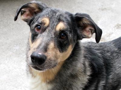 shelterpetproject:  How do you like my adoption face? I’ve been practicing! Hi,