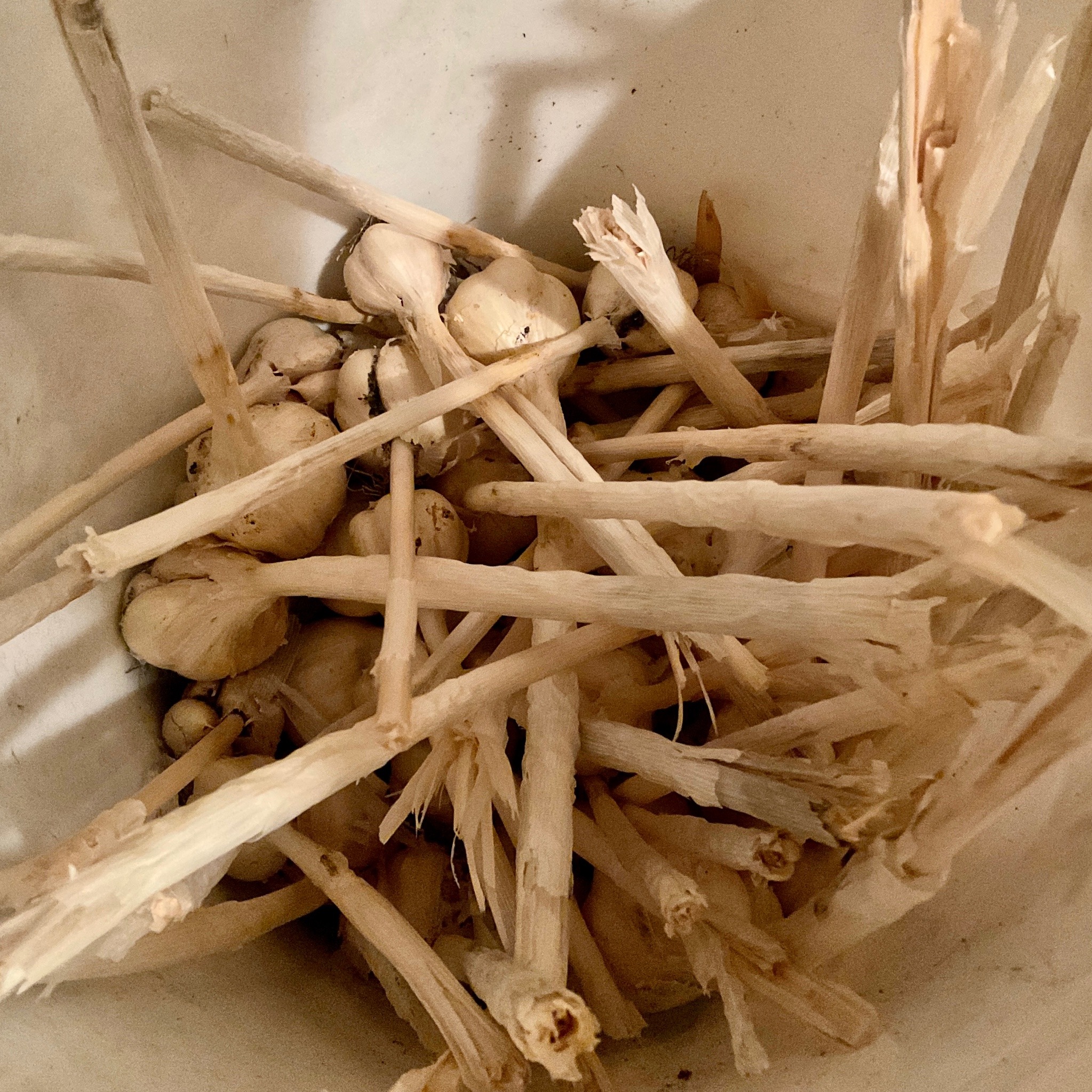 A white-walled bucket full of tumbled-together garlic bulbs with short lengths of dry stem.