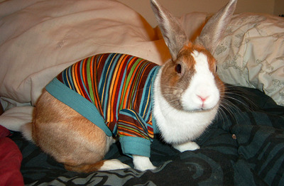 bad-enough-dude:  winter-bunrab:  venomousbunny:  Buns in clothes.  ;ww;  IT’S A GOOD MORNING FOR BUNNIES IN SWEATERS 