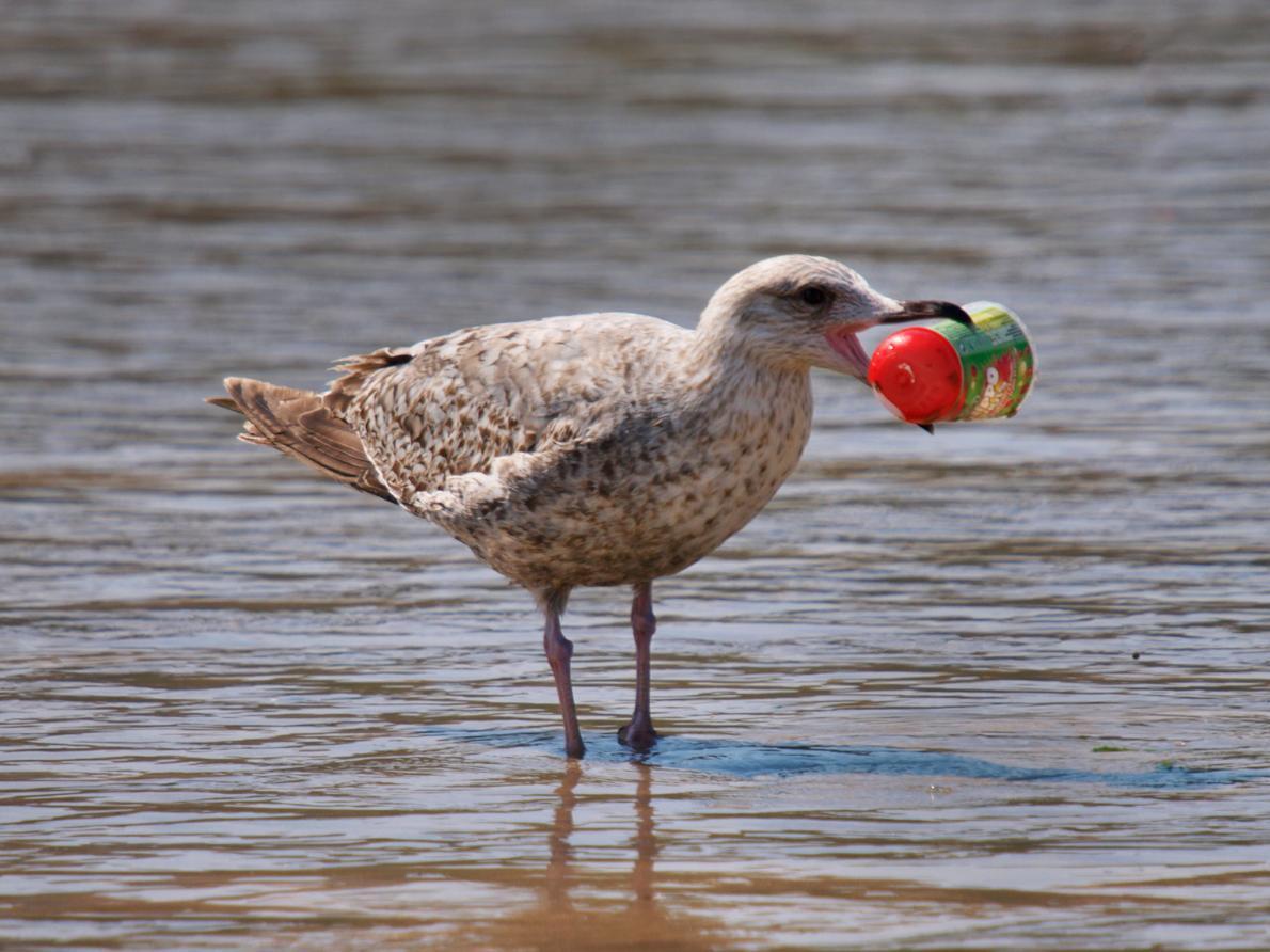 biodiverseed:  Nearly Every Seabird on Earth Is Eating Plastic  So much plastic trash