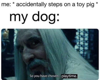 lonetravelertheory:tinsil:when dogs want to play &amp; do this, like if you agree
