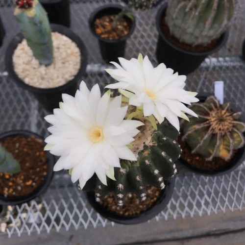 Discocactus horstii #cactus #サボテン #succulent https://www.instagram.com/p/BqWBHUSHPZ_/?utm_source=ig_