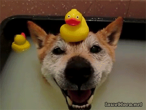 Baby Animal Posts