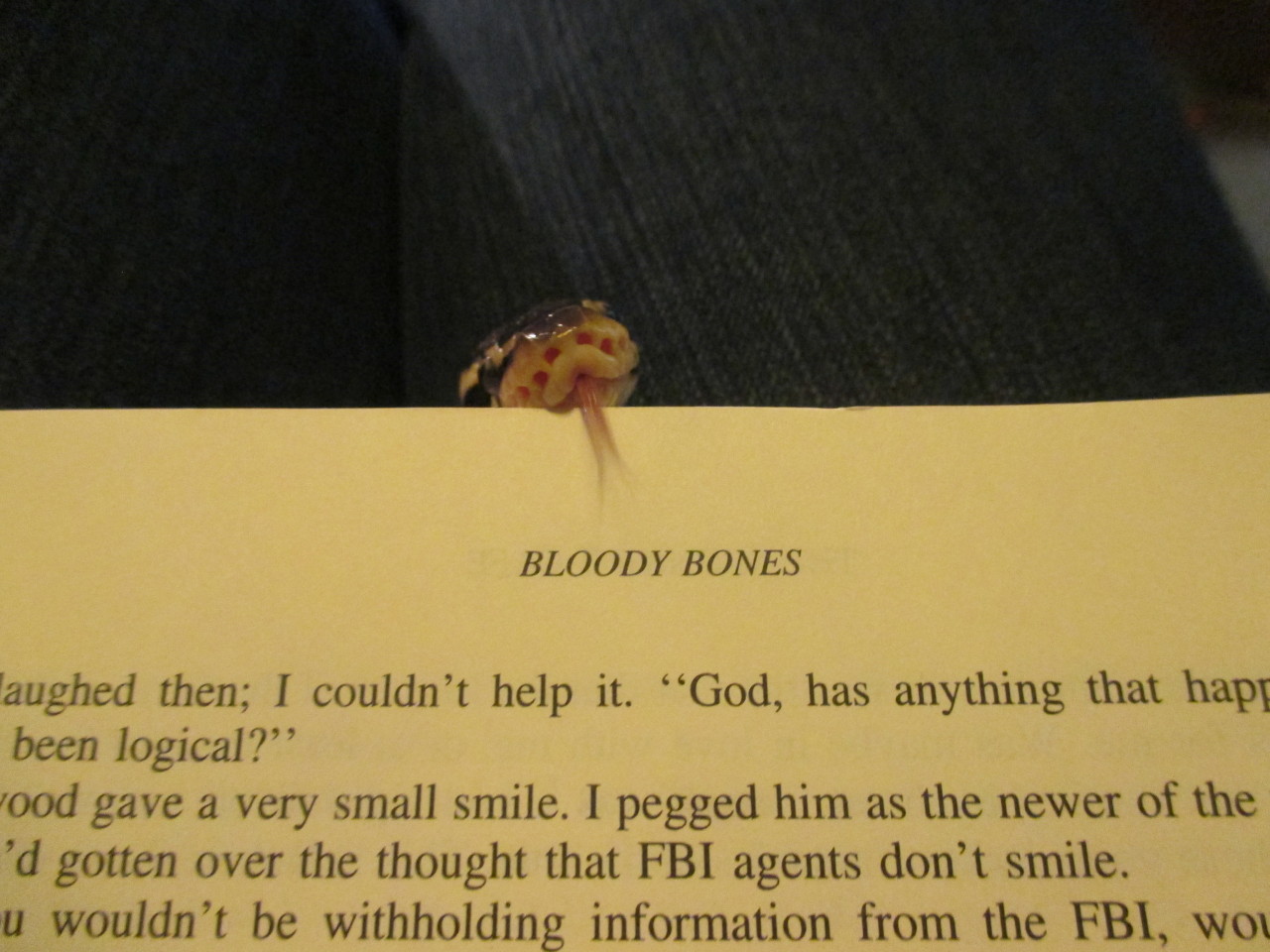 kisa-chan:  ajcrowlor:  hissykisses:  always remember to pet your book mark to let