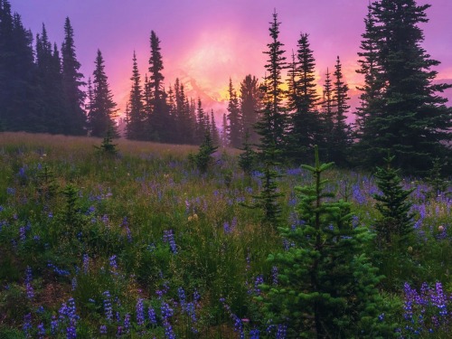 Misty Glow + Wildflowers 