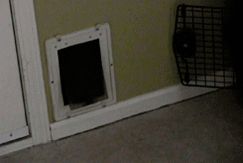 onlylolgifs:     Mozart, our fat cat, is on a diet. Until he loses enought weight, he will have to squeeze through the cat door. We inherited him and are working with him to lose weight.   